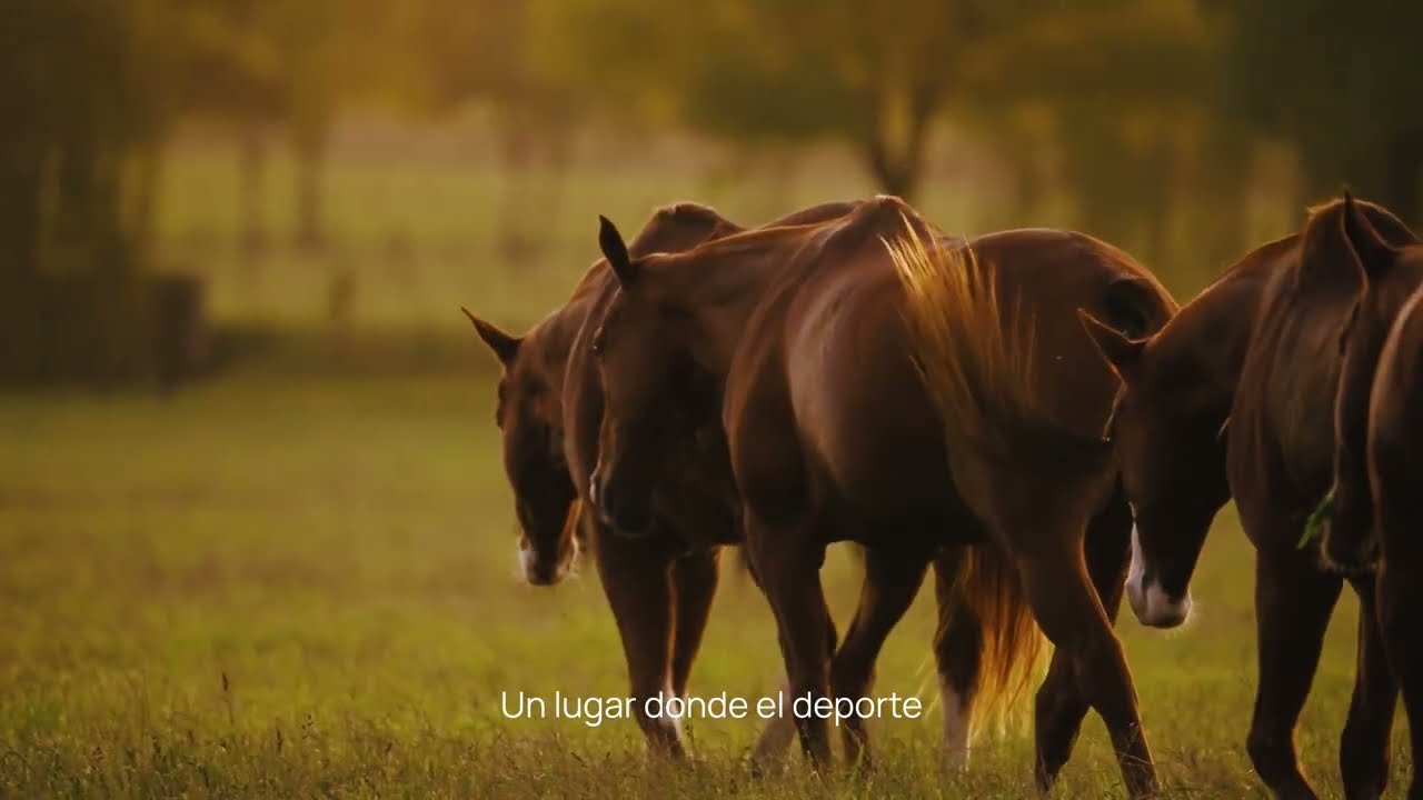 Haras Solis , Argentina